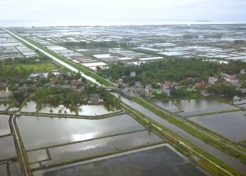 Potensi Pengembangan Budi Daya Udang Vaname Sangat Besar di Lampung Timur