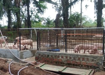 Kandang Babi Dusun 3 rw 15 kampung Sidokerto diduga tanpa izin warga setempat