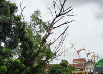 Waspada! Pohon Besar di Jalan Pattimura Metro Utara Terancam Tumbang