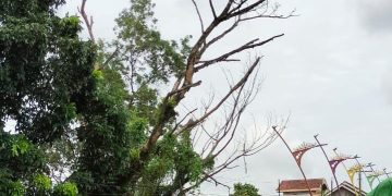 Waspada! Pohon Besar di Jalan Pattimura Metro Utara Terancam Tumbang