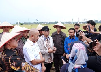 Panen Raya di Trimurjo, Lampung Siap Jadi Garda Terdepan Ketahanan Pangan Nasional