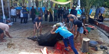 Satgas Hewan Kurban Kota Metro: 3.495 Hewan Diperiksa, Mayoritas Sehat